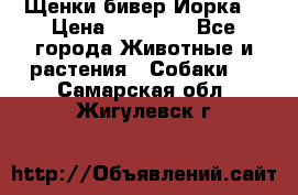 Щенки бивер Йорка  › Цена ­ 30 000 - Все города Животные и растения » Собаки   . Самарская обл.,Жигулевск г.